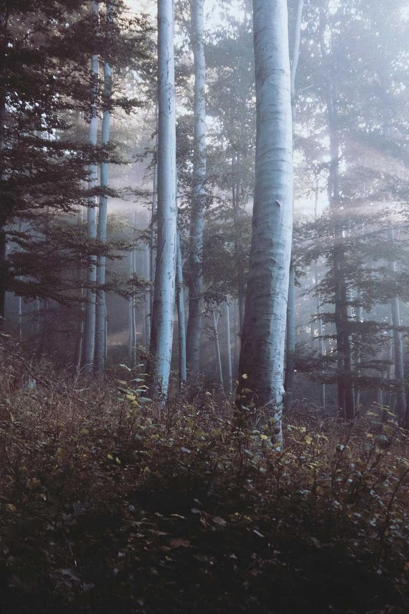 The Whispering Woods